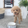 pet dog bowl cute cartoon pet eating bowl